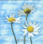 Blooming daisies blue